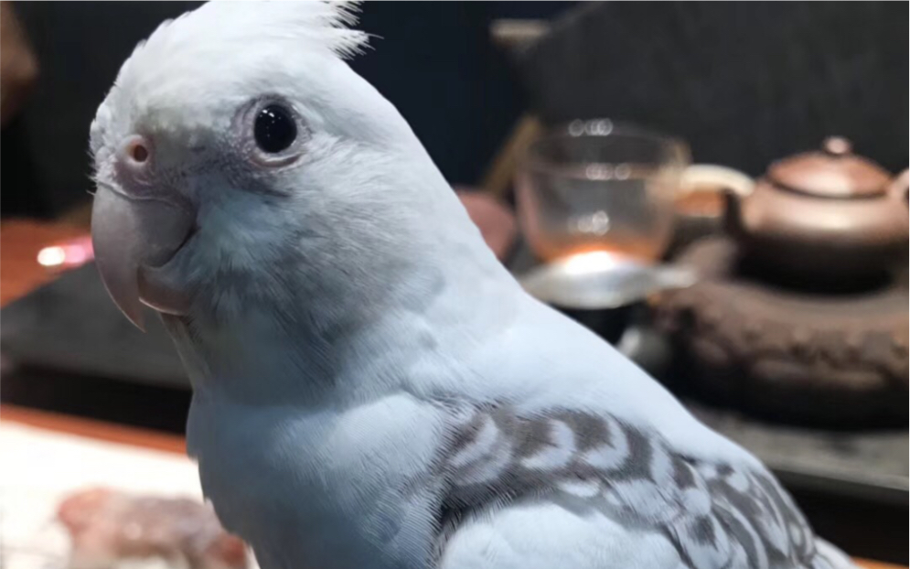 阿呆洗澡式理毛_玄凤派特的日常