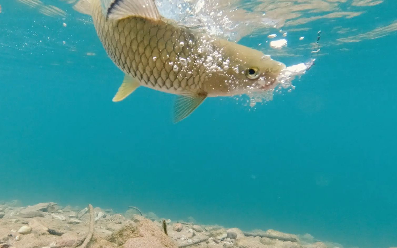 溪流探钓水中精灵——军鱼