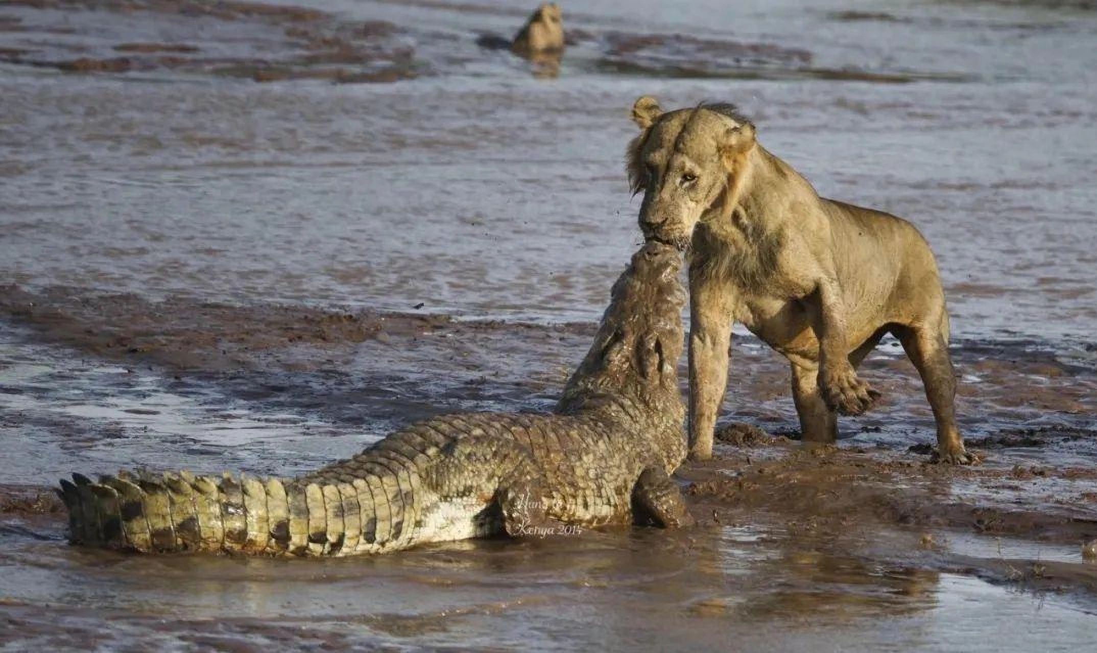 雄狮趟水过河,遇到伏击的鳄鱼