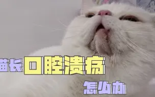 猫长口腔溃疡怎么办