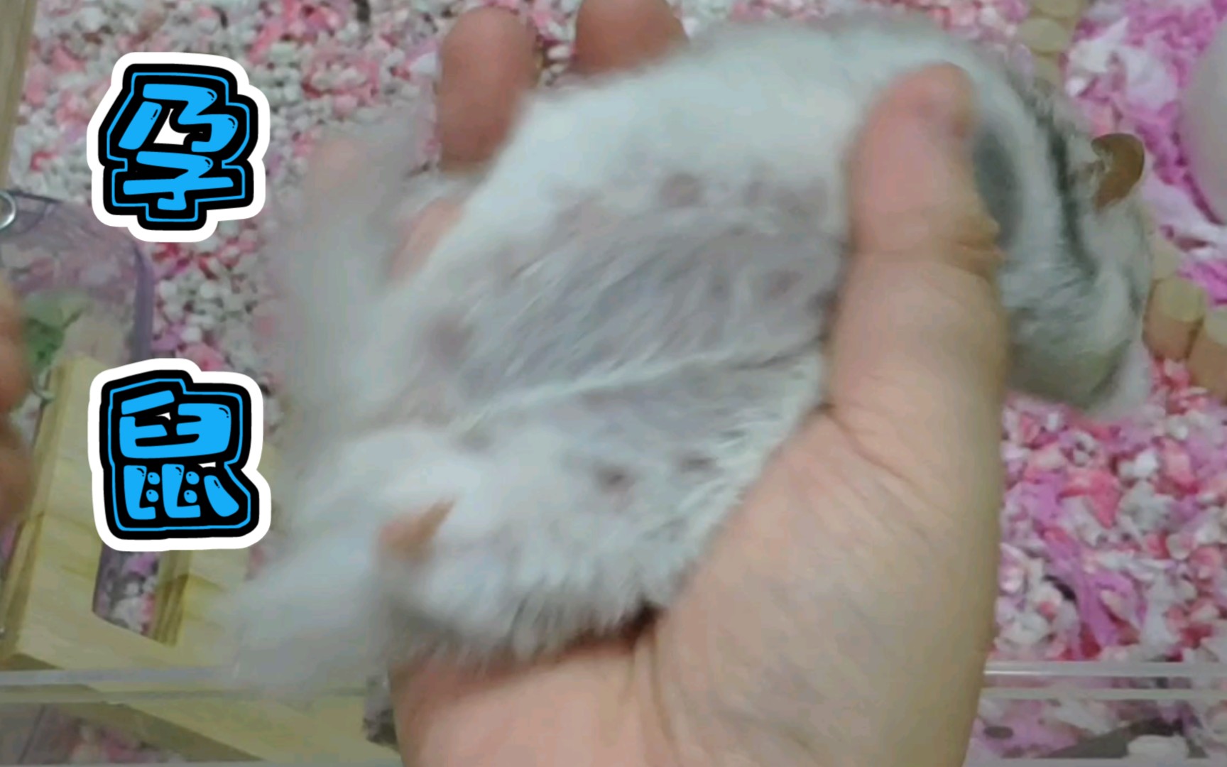 【长毛金丝熊】怀孕鼠鼠肚子大的像个球,双排扣越来越大_哔哩哔哩