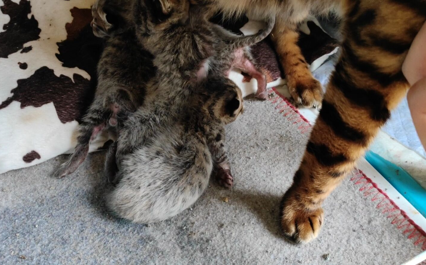 半豹猫半蓝猫的小猫咪一个星期了,这么可爱你喜欢吗?