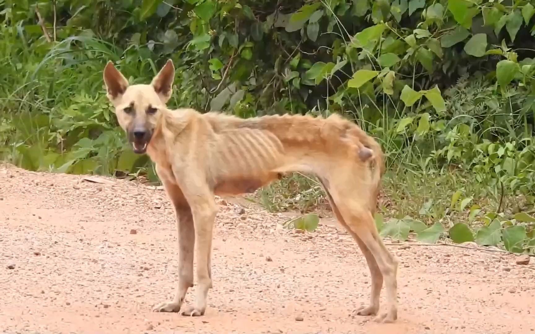 一条瘦成骨架的流浪狗(二)