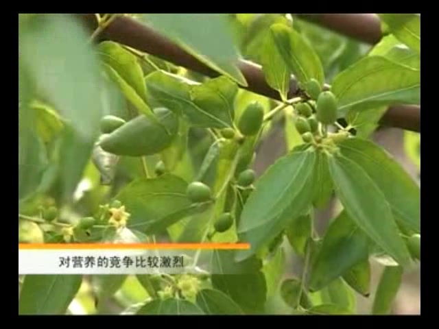 枣树种植技术视频 枣树种植技术 枣树栽培管理 枣树苗间管理哔哩哔哩bilibili