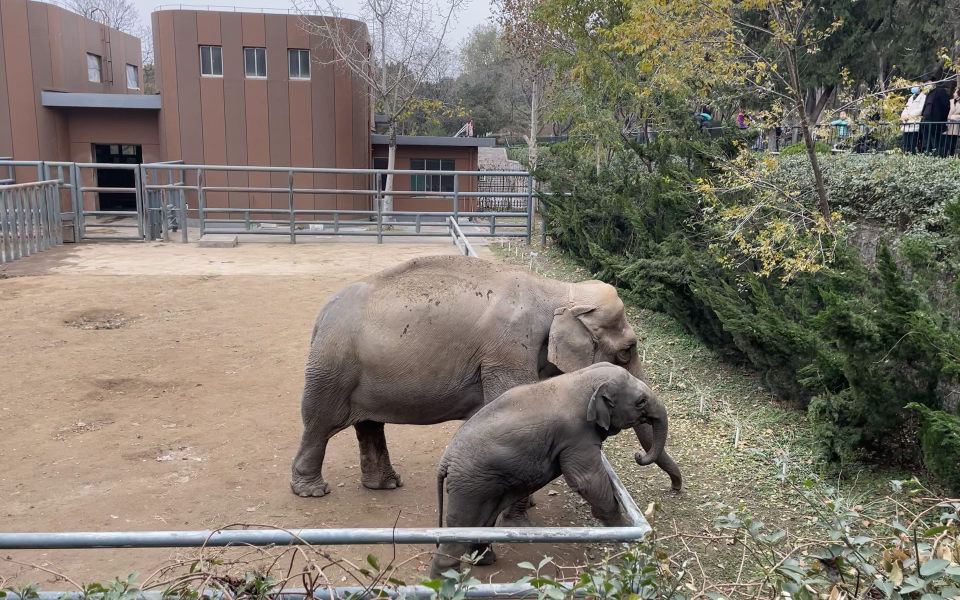 济南动物园的大象_哔哩哔哩_bilibili
