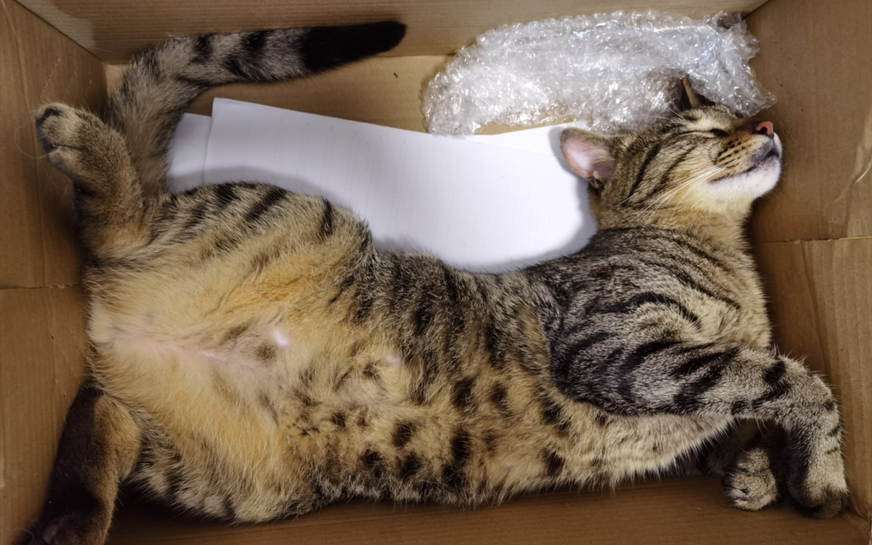 猫:听说你到处和人说我死了?