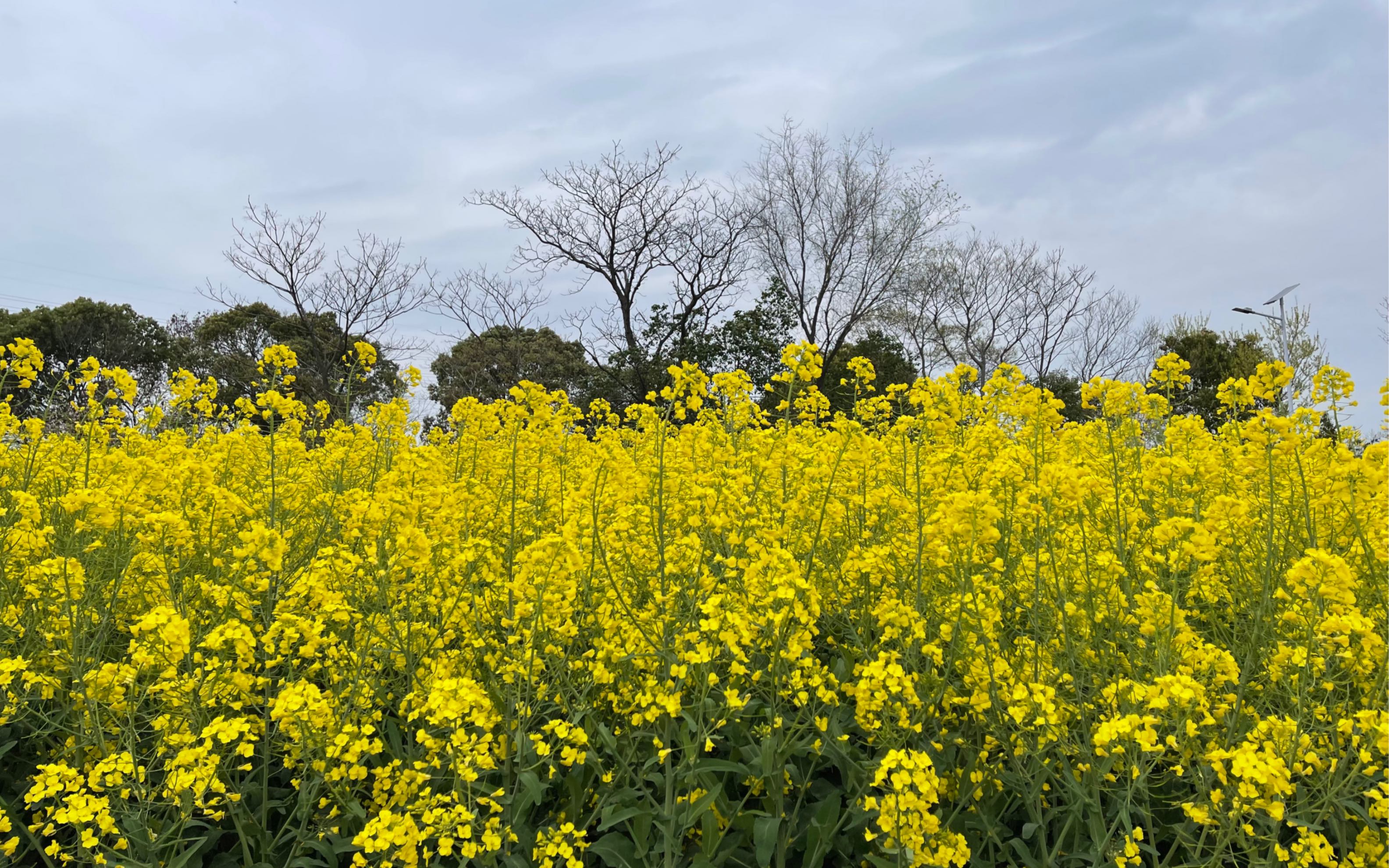 [图]春天里的油菜花～