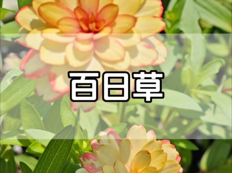 广东耐热草花百日草哔哩哔哩bilibili