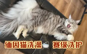 Download Video: 缅因猫洗澡｜油腻小猫咪的赛级洗护