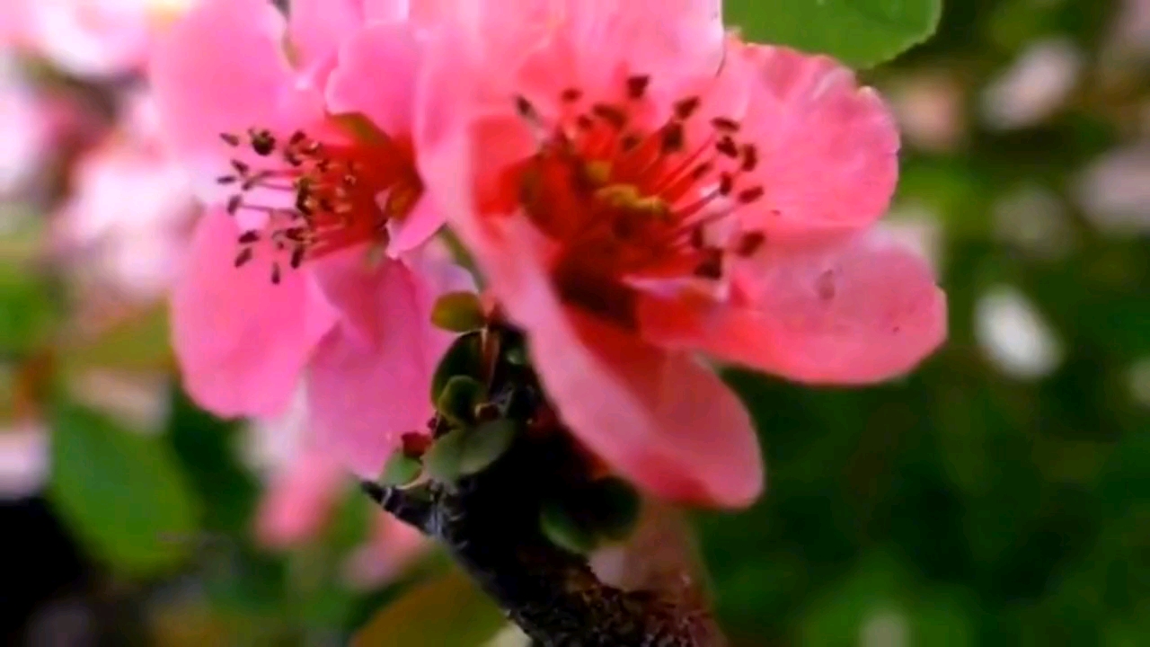 [图]#春始万物生# 雨水至，春耕始，万物生～%经典咏流传 %诗意生活 %古诗词 %朗诵 %诗与远方 %传统节日 %静享时光