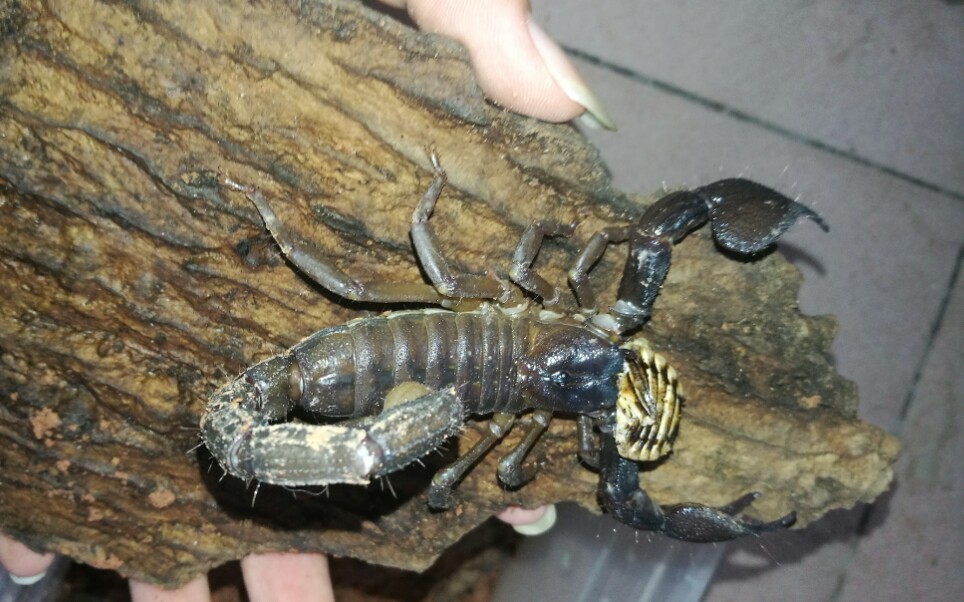 世界上最大的蝎子 B站