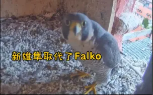 Télécharger la video: 新雄隼出现，取代了Falko（2024.10.18）