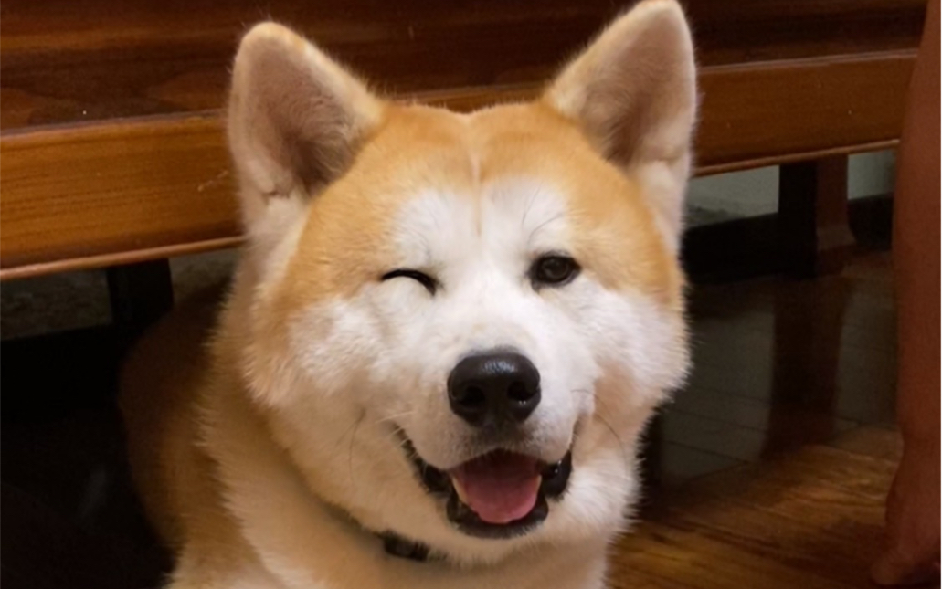 来让你家小狗给你安排emoji锁屏