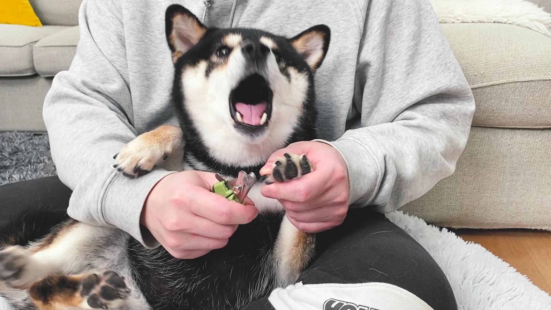 给柴犬剪指甲秒变尖叫鸡,全程骂骂咧咧哔哩哔哩bilibili