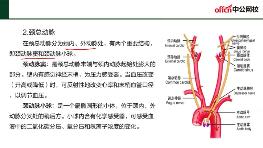 颈动脉小球位置图片