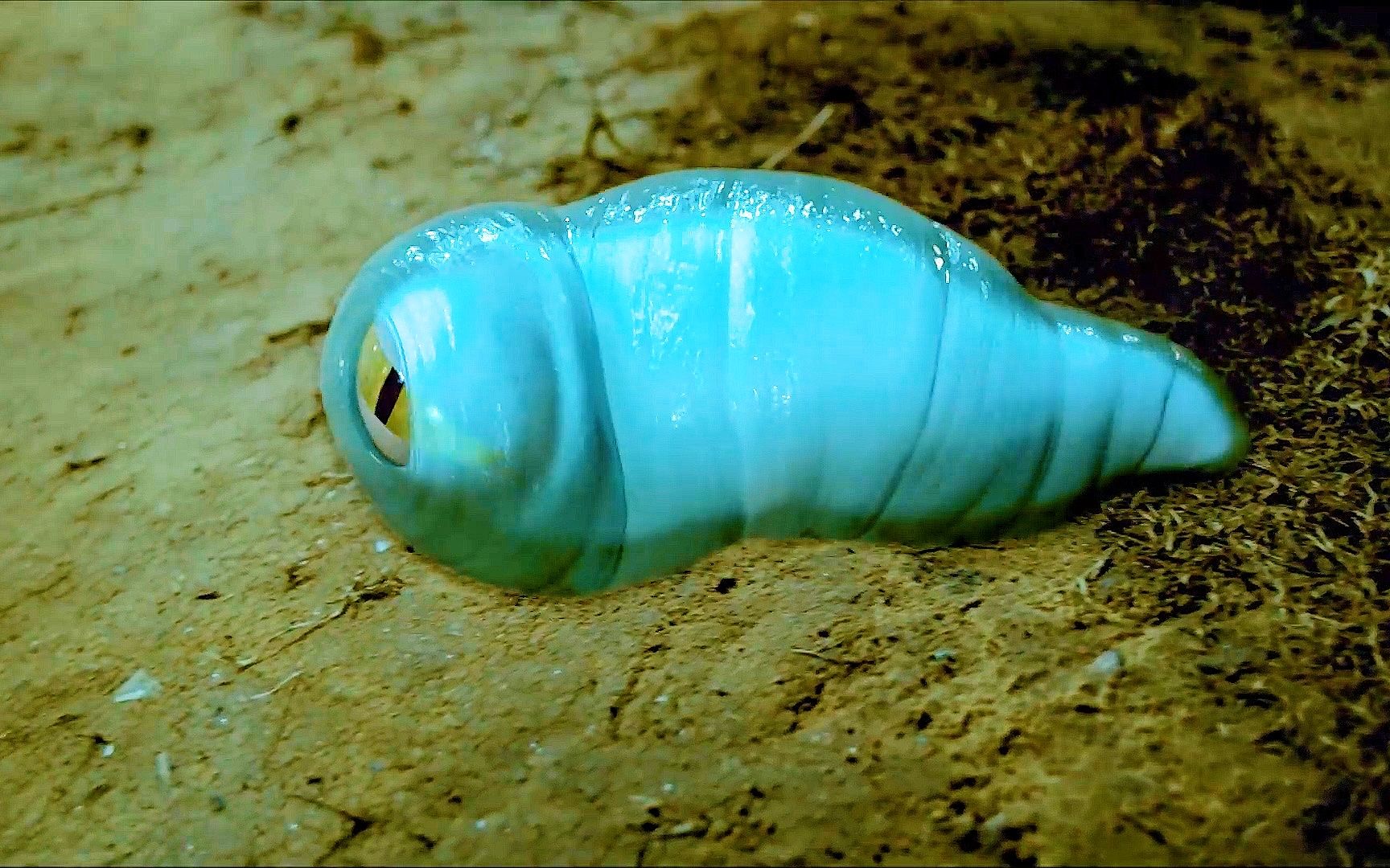 外星虫子入侵小镇,不但长的可爱动人,而且还能治病1