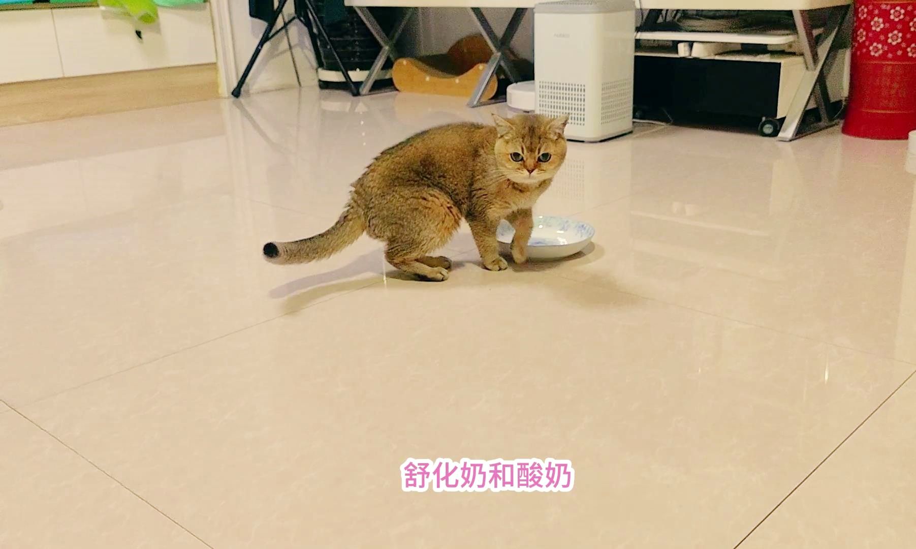 猫不能喝普通牛奶,但这种牛奶完全可以喝,长公主一直喝到盘见底哔哩哔哩bilibili