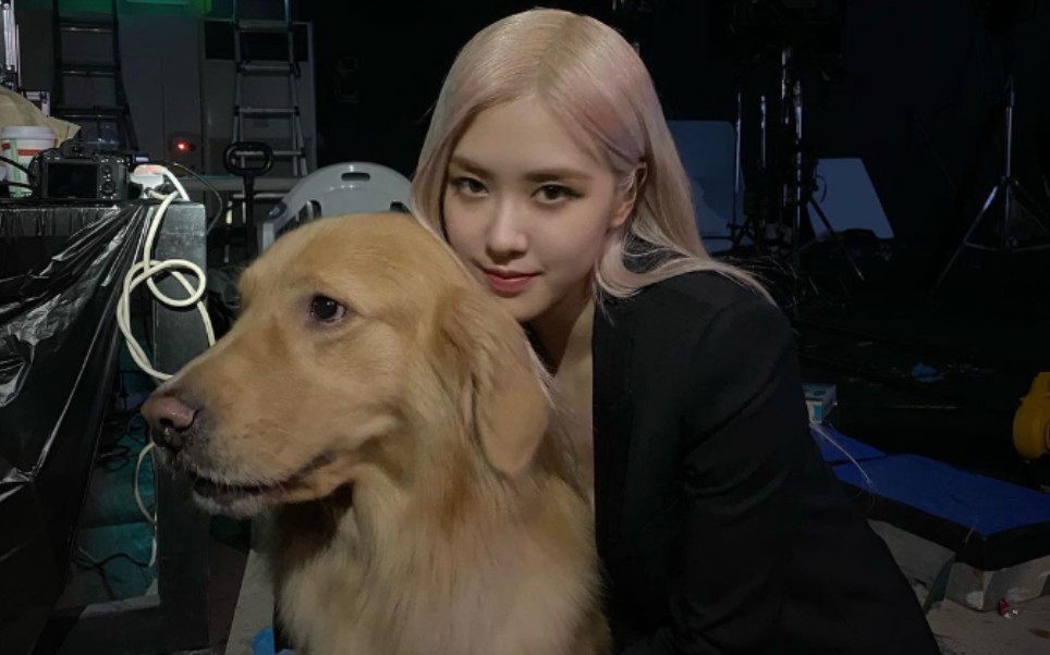 【rose】mv拍摄花絮 彩英和大金毛的玩耍时光