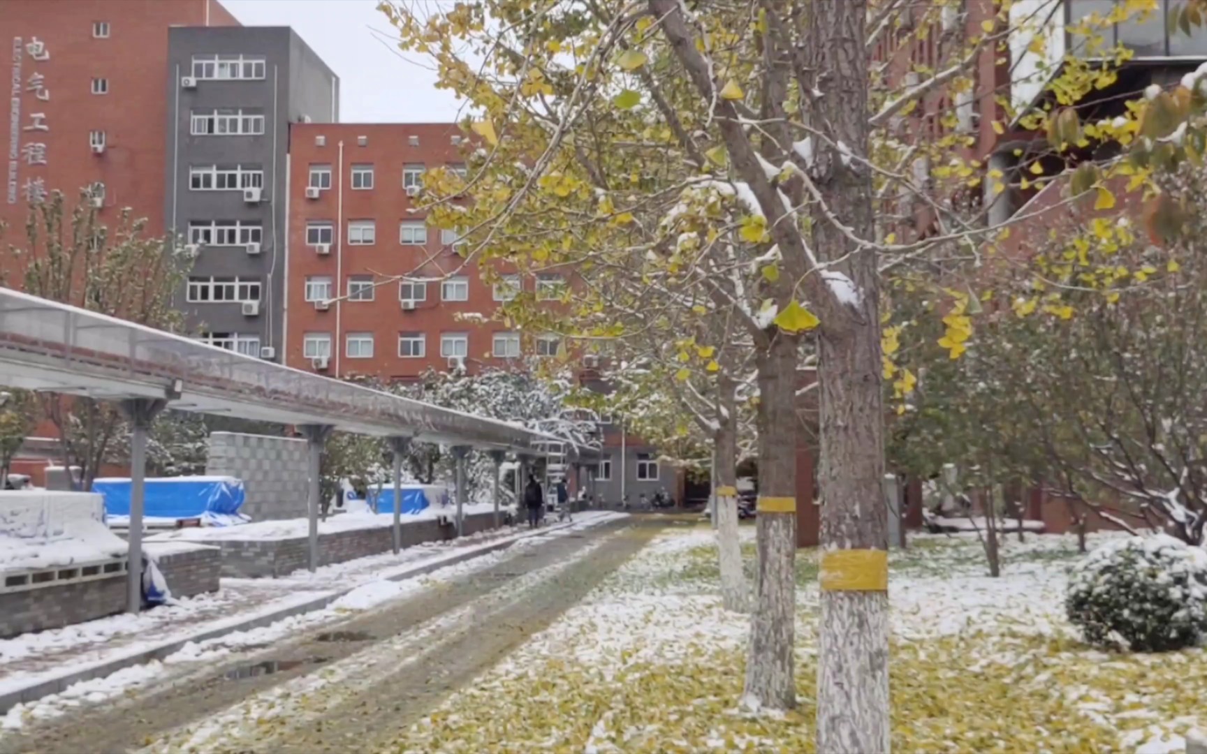 [图]【交大初雪】忽如一夜春风来，千树万树梨花开