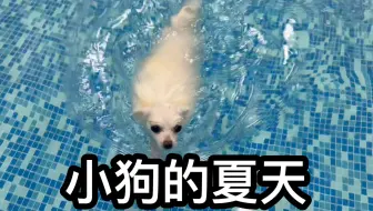 超级吸水的棉花糖（小狗游泳）