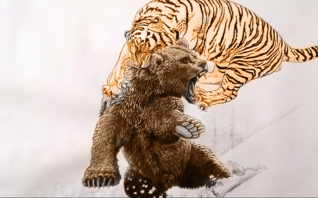 老虎捕食黑熊图片