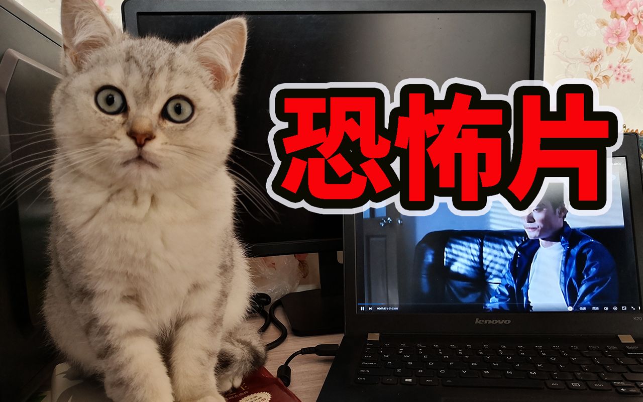 活动  小猫咪看经典恐怖片《山村老尸》,它会不会怕呢