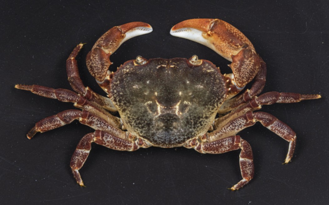 另一种拟溪蟹在自然环境下.