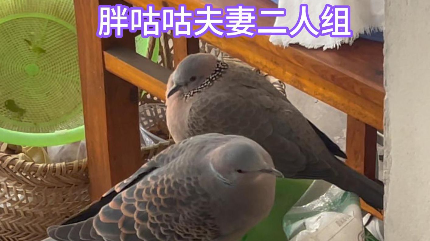 虎哥猪妹都胖成那样了 还组队来偷吃