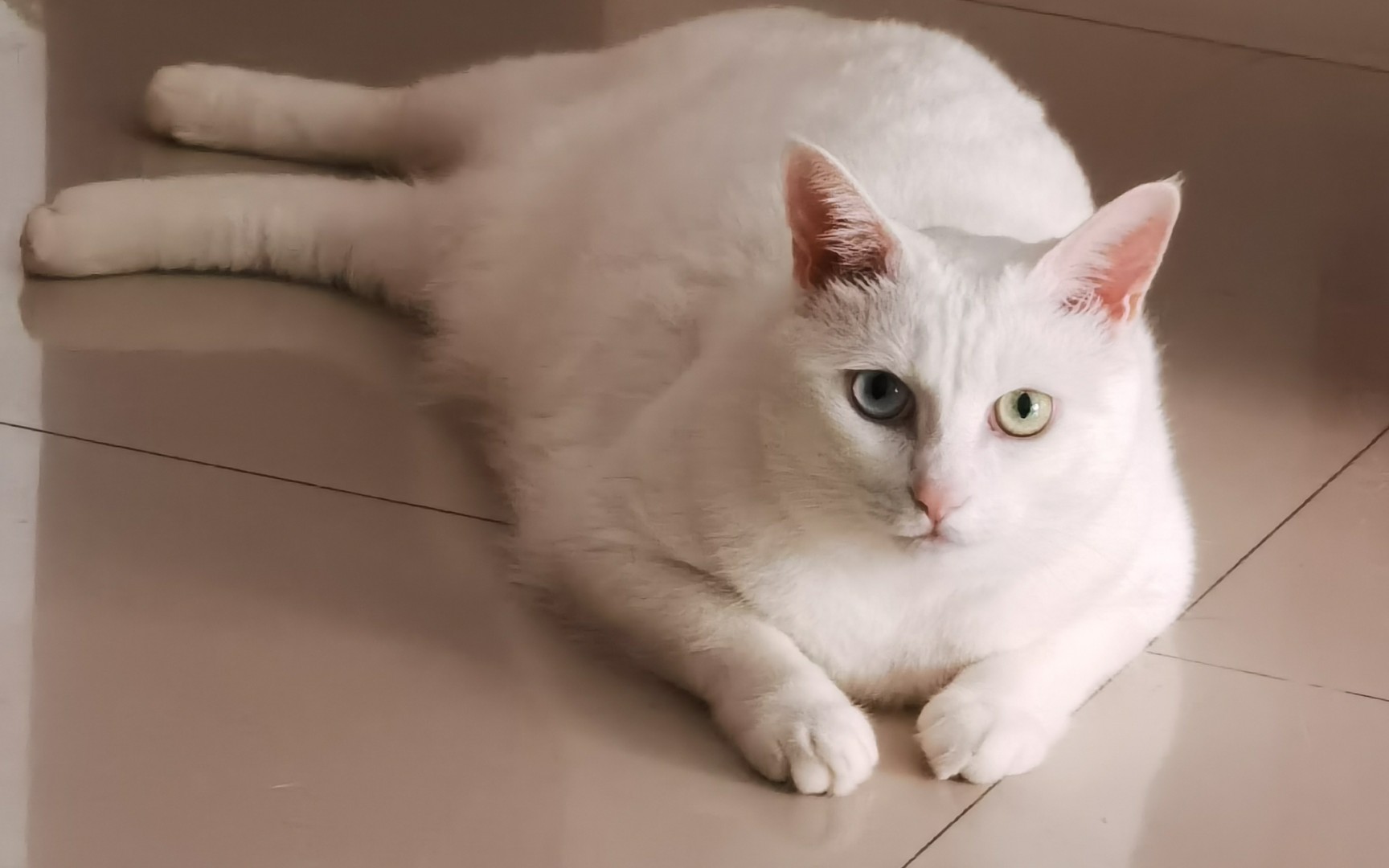 小海豹白又白两只耳朵竖起来