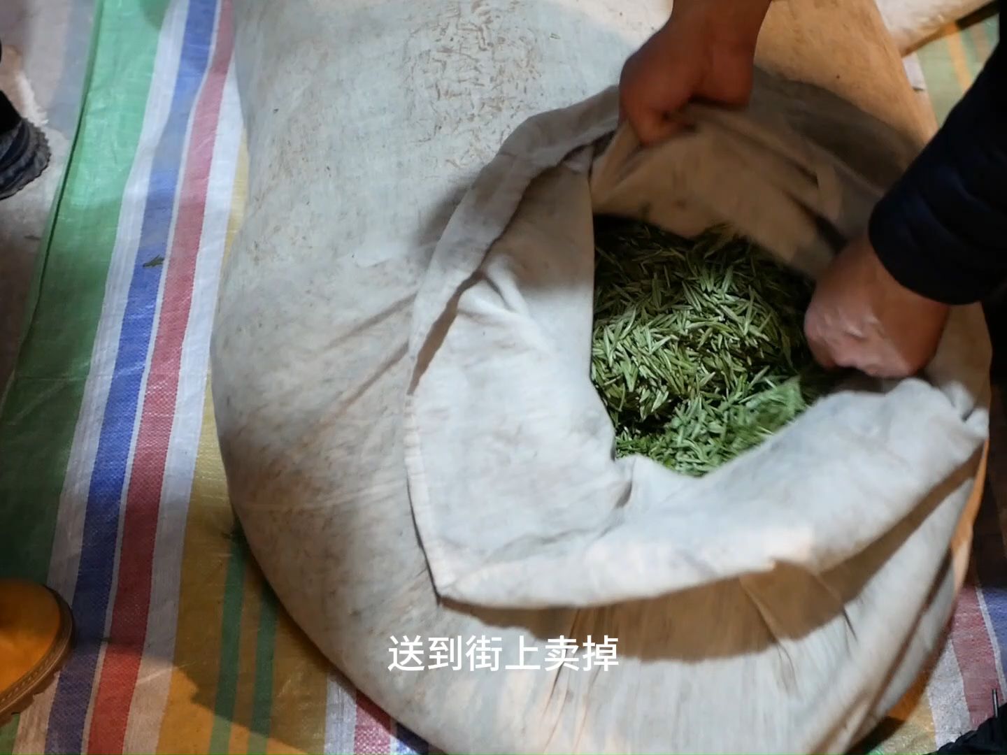 [图]生活在茶山上，茶园开采忙碌的一天是种什么样的体验。我们这里干茶不怎么出名，但鲜叶的品质没得说，你们知道这些茶运到哪里？又加工成什么茶吗？