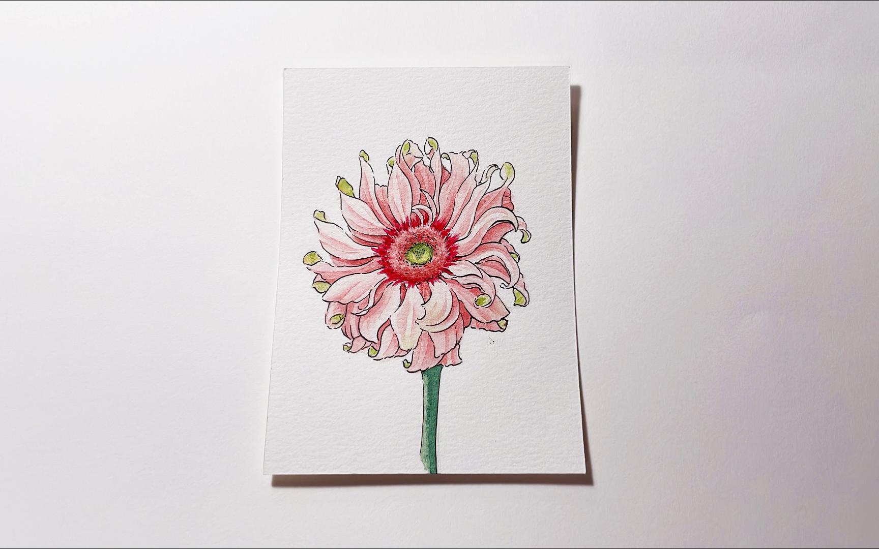 【水彩手绘】高杆非洲菊,俏皮卷曲花瓣——亚丁