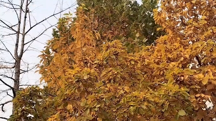 一边繁茂,一边枯干.几家欢喜,几家忧愁?为何不能一起繁茂,为何不可一起欢喜?大自然为何如此?这样的世界.你愿意,或不愿,大自然不会为谁改变...