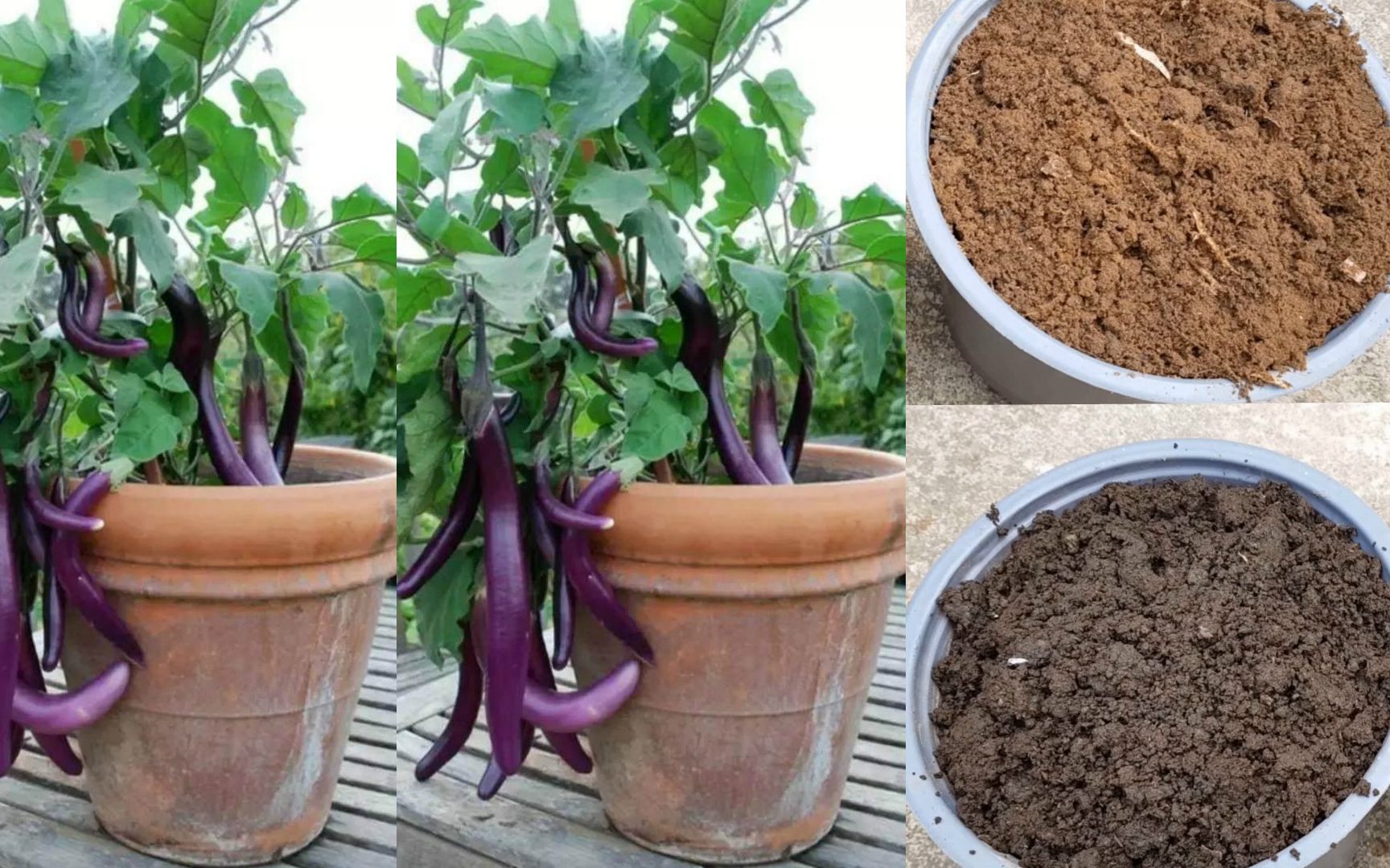 家庭盆栽种长茄子,把两盆不同的土壤混合,效果比想象的还要好_哔哩