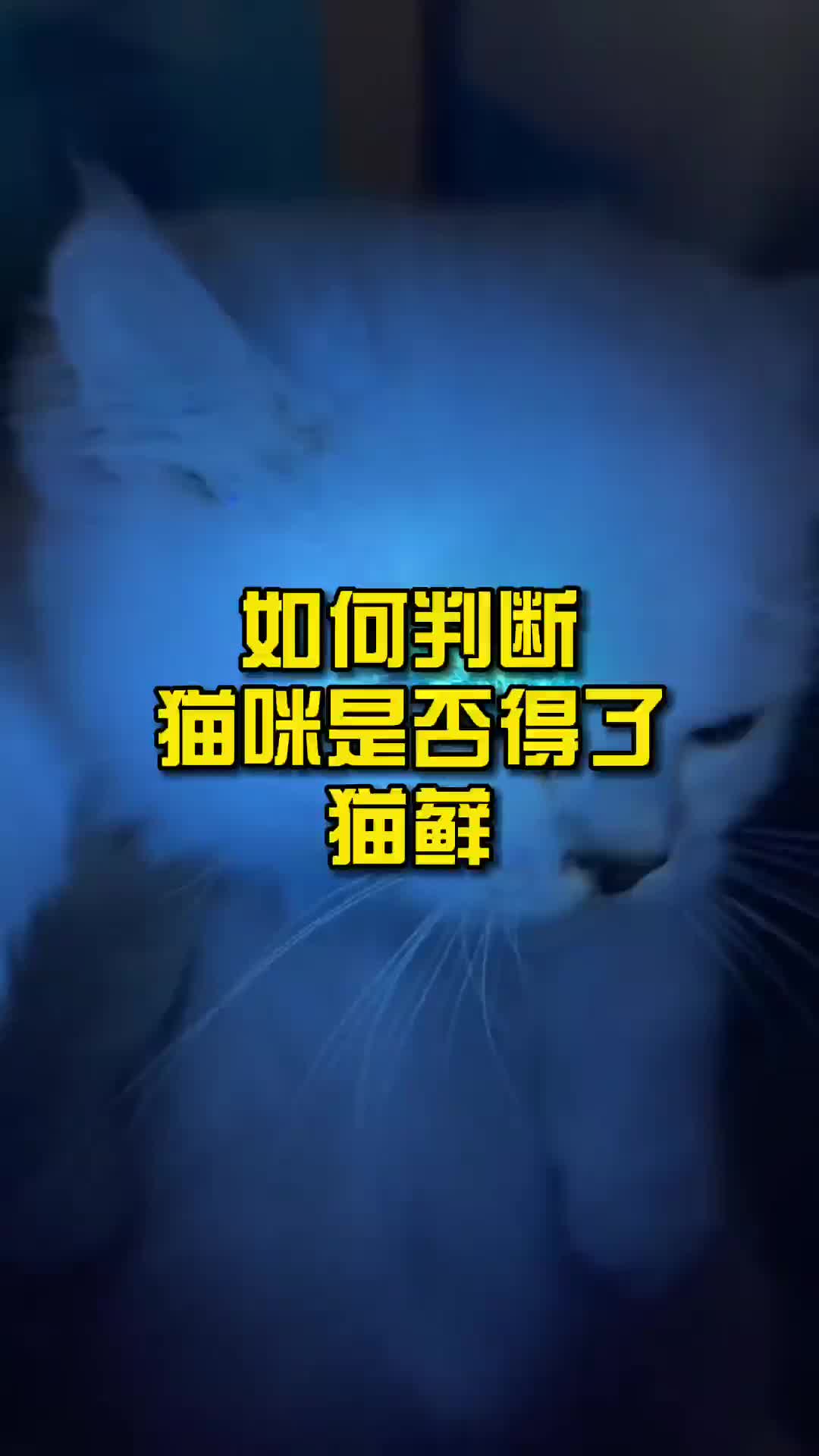 如何判断猫咪是否得了猫藓?哔哩哔哩bilibili