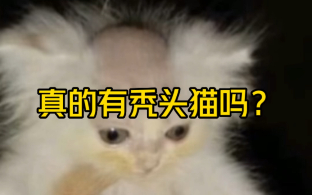 秃头猫 #宠物 #猫