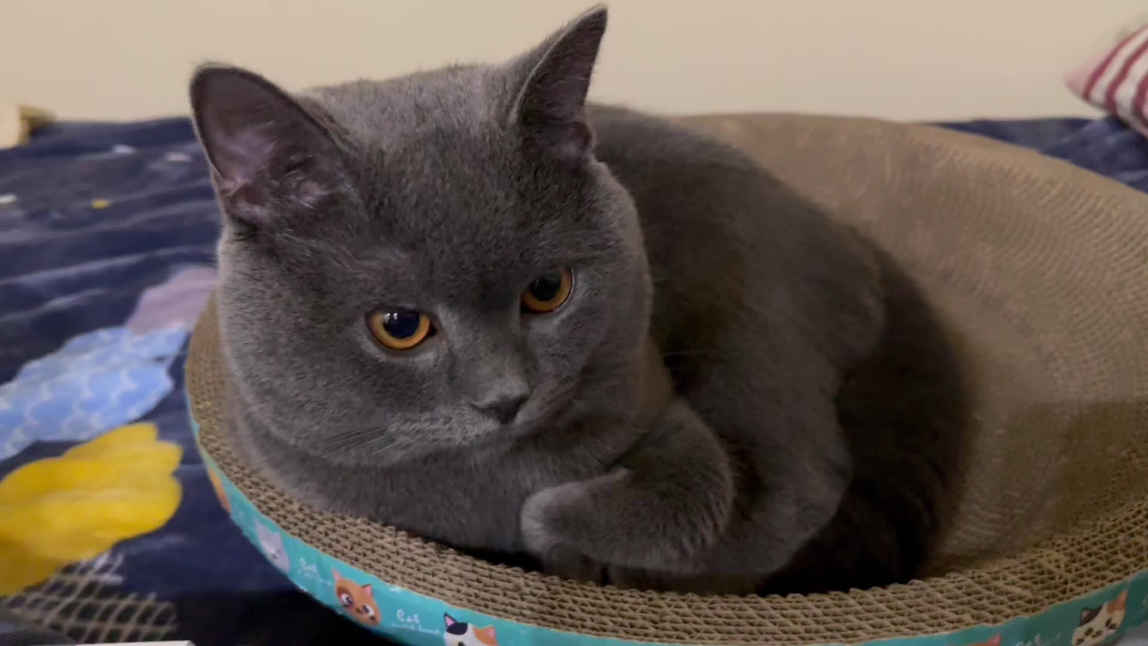 啊—可爱滴猫猫球