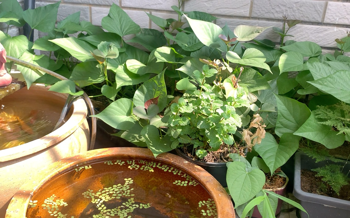 午后悠闲,畅享惬意时光