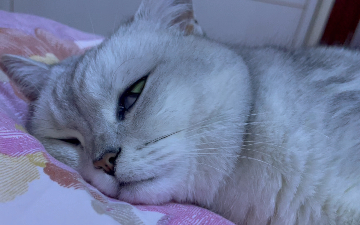 小丸子睁着眼睛睡觉