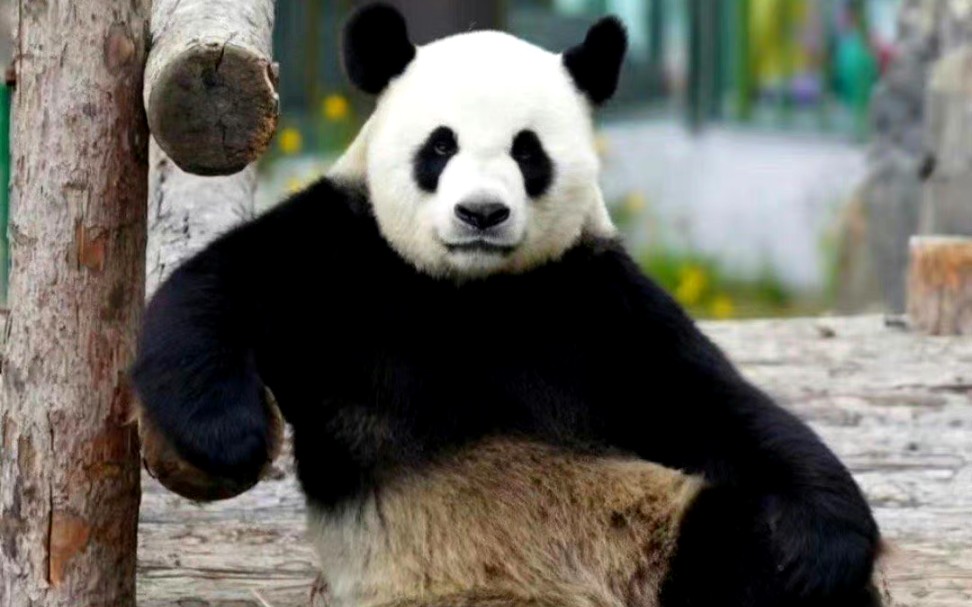 大连三宝～霸气金虎～萌妹飞云～淑女妙音