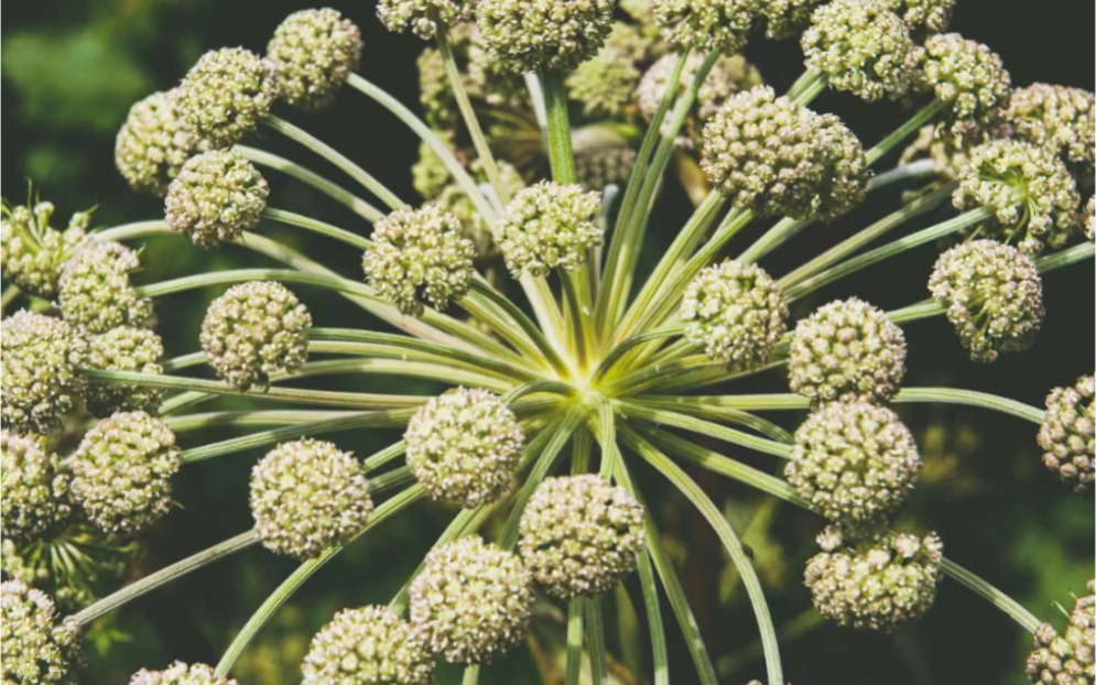 芳香植物|欧白芷
