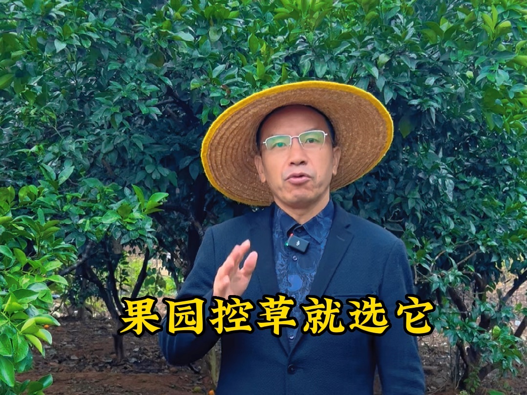 果园除草成本高,不如种草来以草控草,成本低,效果好.现在开始播种毛叶苕子,明年就不要除草啦.#毛叶苕子#果园除草#以草控草#果园哔哩哔哩bilibili