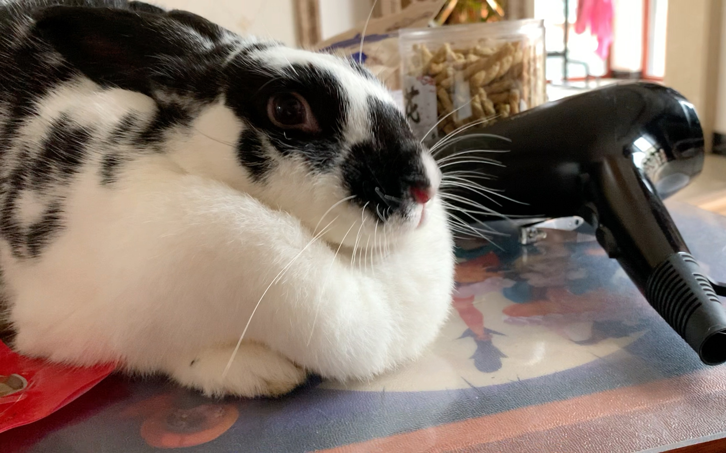 【兔叽】什么叫洗澡老司机啊(战术后仰)