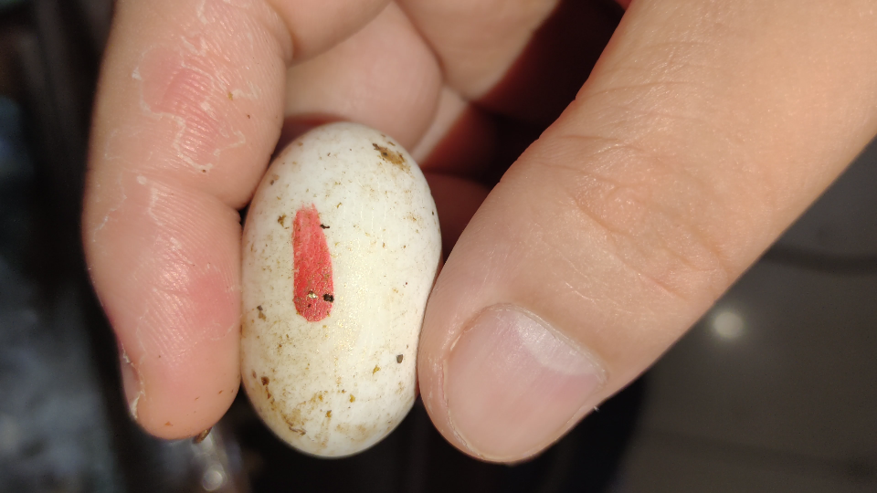 草龟蛋孵化211天后的检查还活着有血丝继续等待