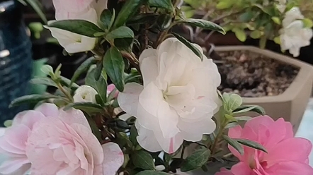 杜鹃花《娟姬》