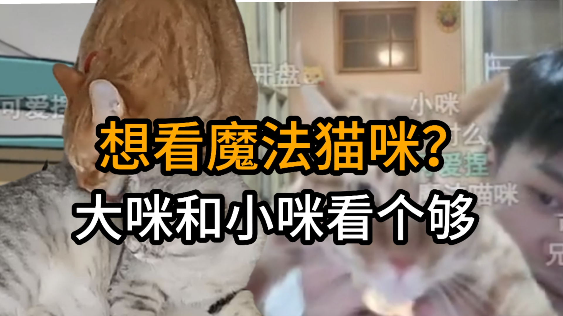罗太:魔法猫咪让你们看个够。罗太60s掏出两只魔法猫咪,最魔法猫咪的一集!-萝太的辩证方树OvO-萝太的辩证方树OvO-哔哩哔哩视频