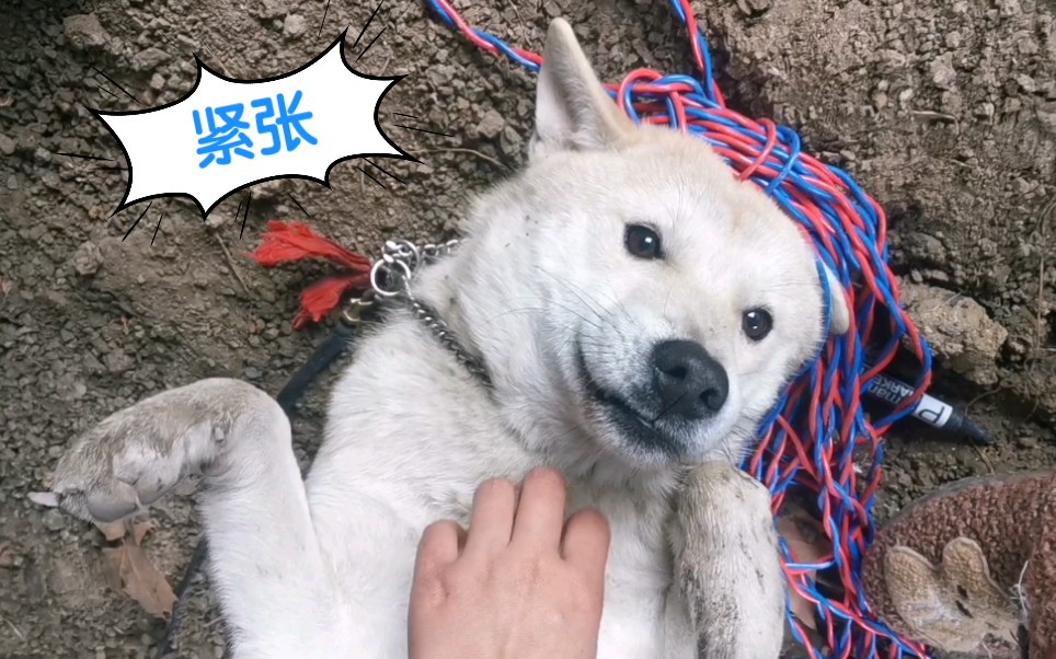 【中华田园犬】湖南小白刚到合肥,初见新主人就敞开肚皮求摸,好聪明!