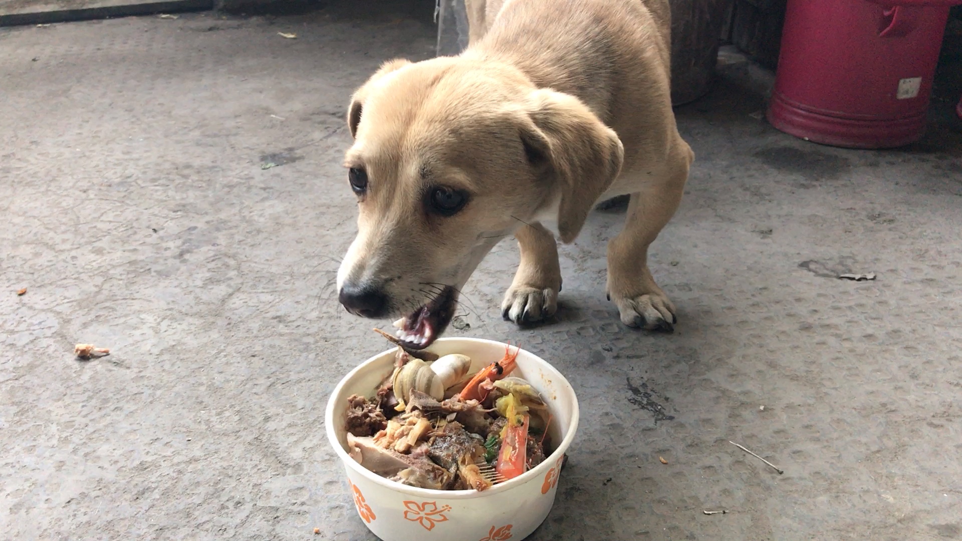 田园犬的日常生活~就餐篇