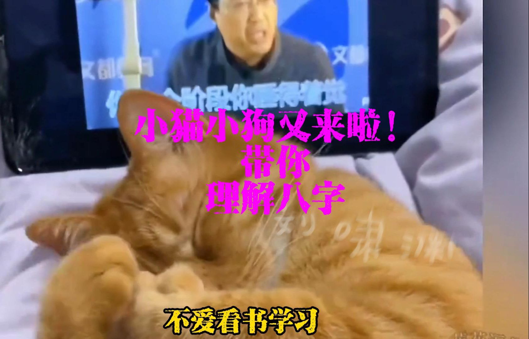 [图]啥？小猫小狗也能带你学八字？！！！