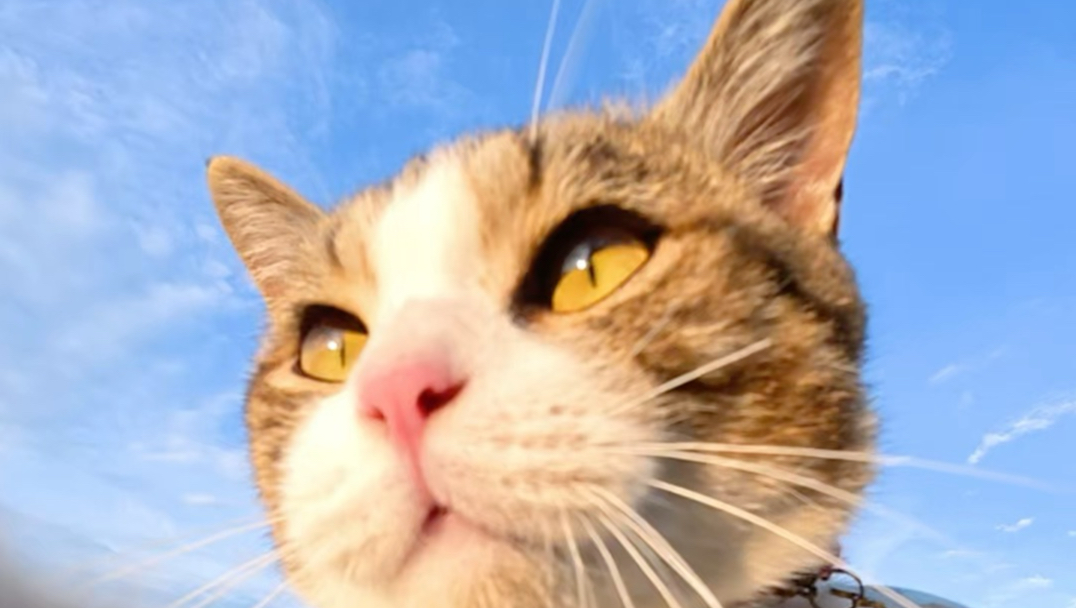 欧美手法配爵士豪猫～