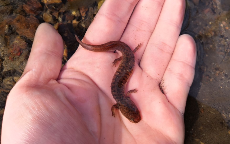 野生蝾螈aquaticsalamanderinshenandoahregionvausa